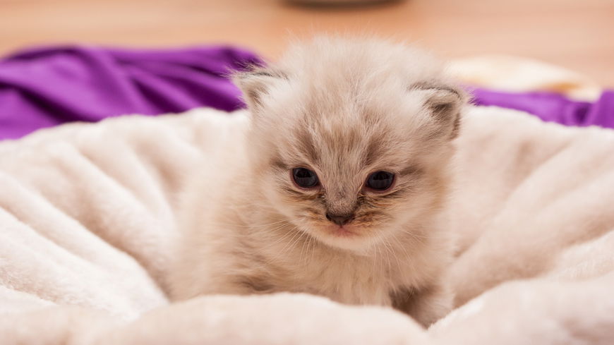 Die schönsten Katzennamen für weibliche Stubentiger