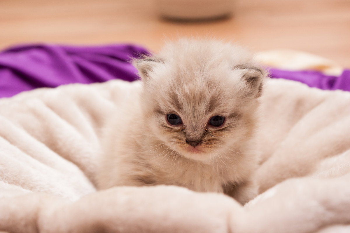 Perserkatze