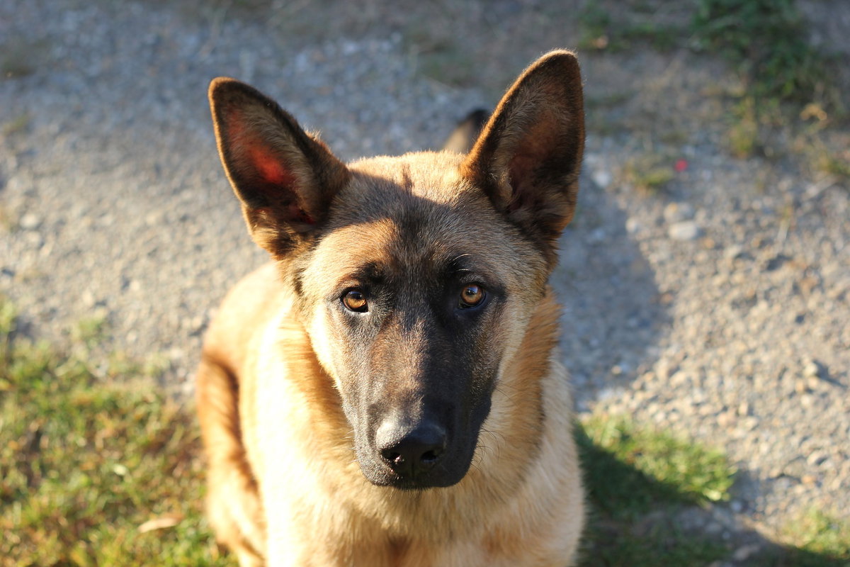 Belgischer Schäferhund