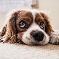 Hundeblick: Was WIRKLICH hinter dem süßen Blick steckt