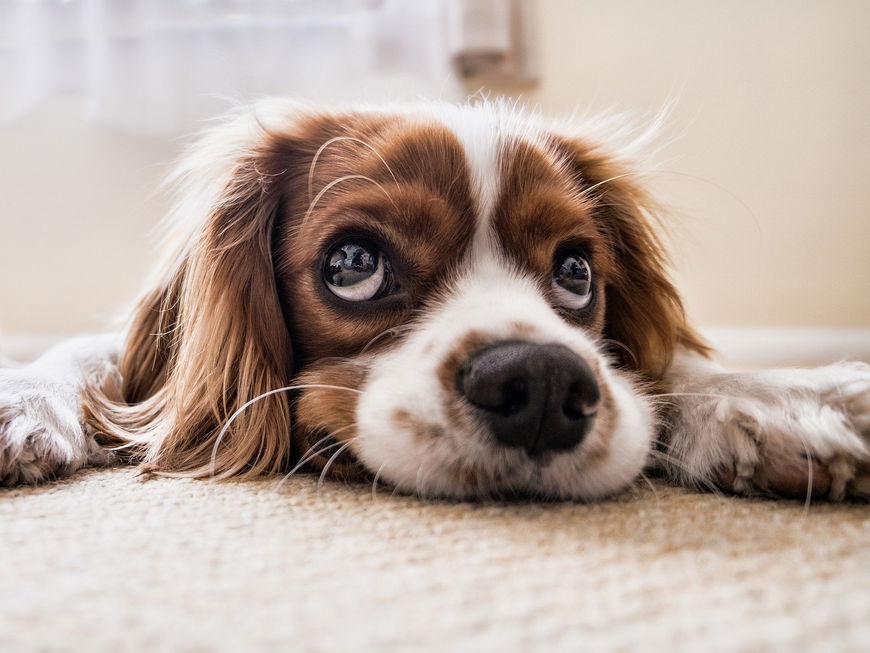 Cocker Spaniel