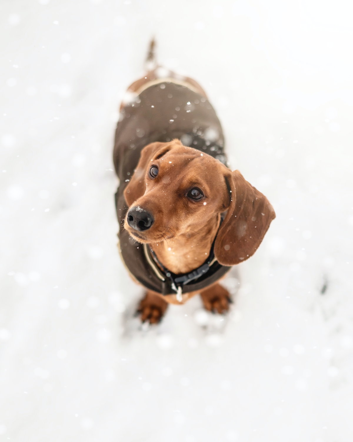 Dackel Schnee