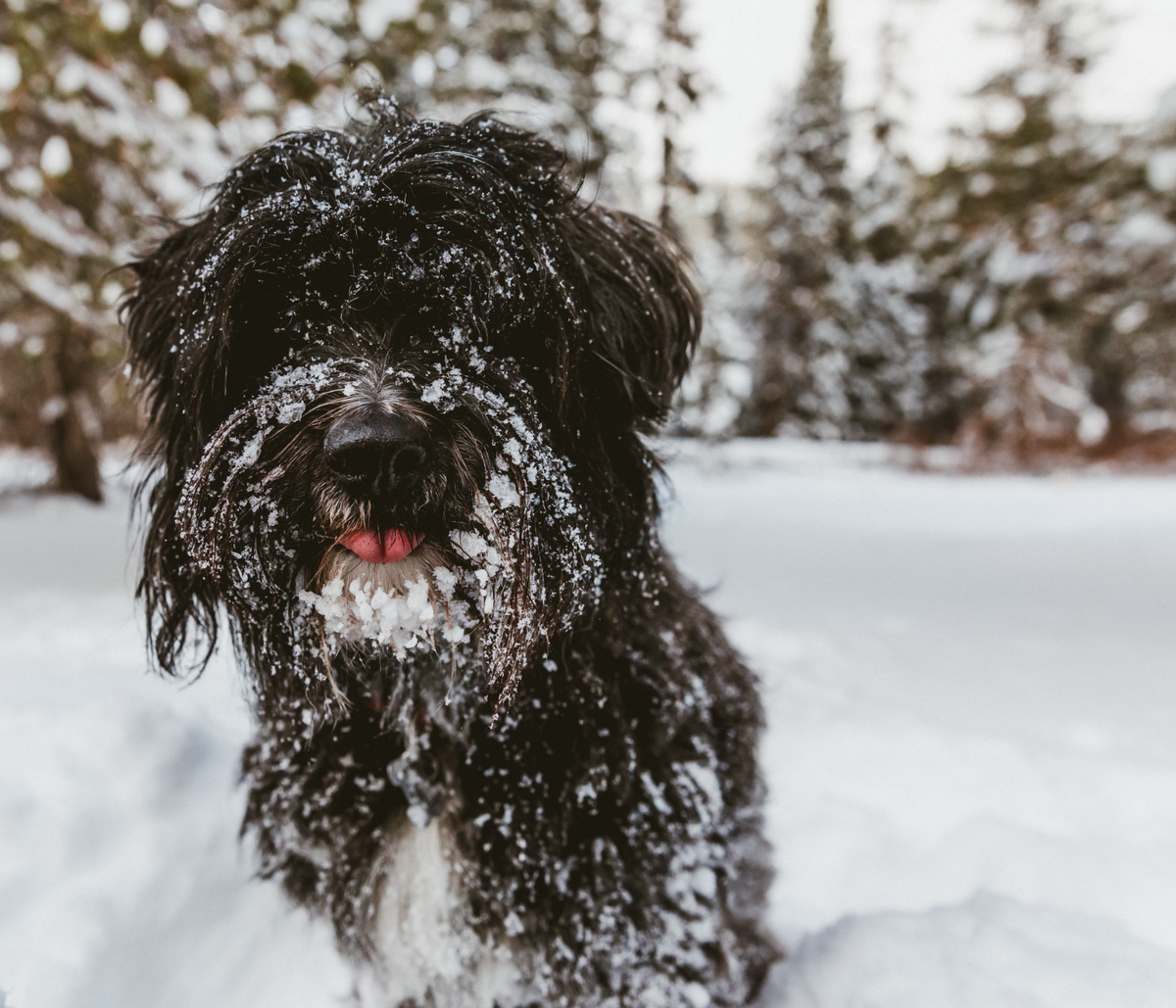 Hund im Schnee