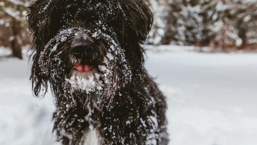 Das passiert, wenn dein Hund Schnee frisst