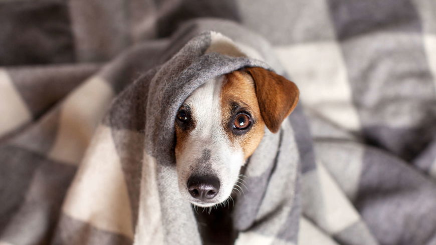 Daran erkennst du, dass dein Hund Schmerzen hat!