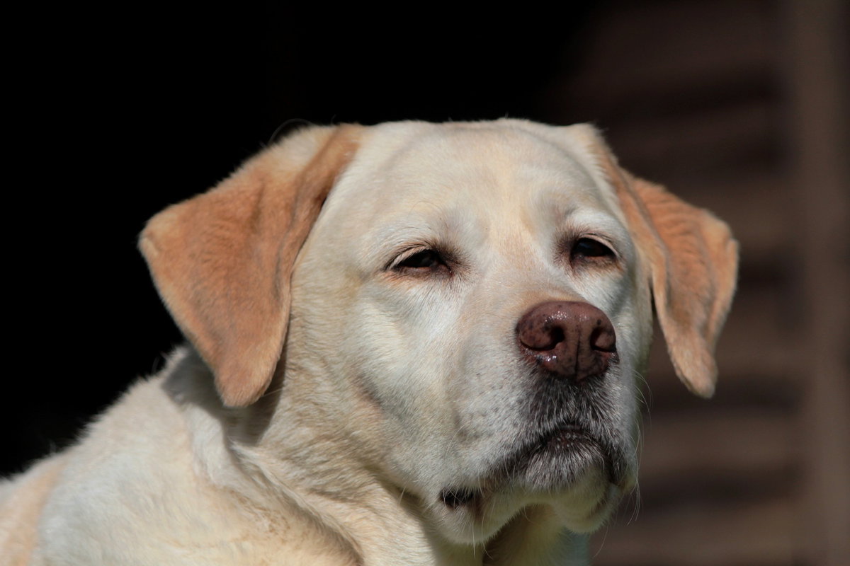Labrador hell