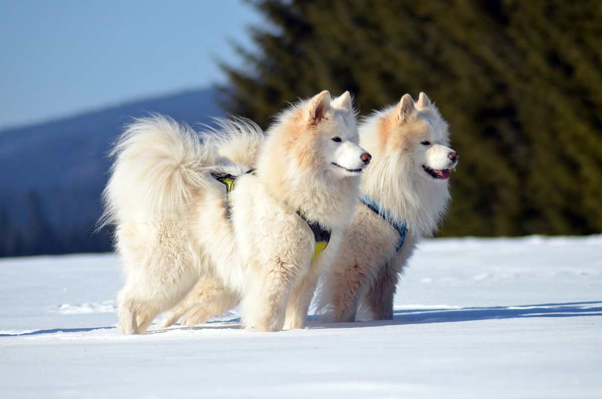 Hund Samojede