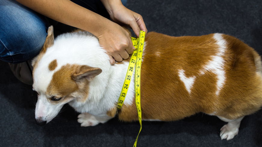 Dicker Hund: 4 Tipps, wie dein Vierbeiner garantiert abnimmt