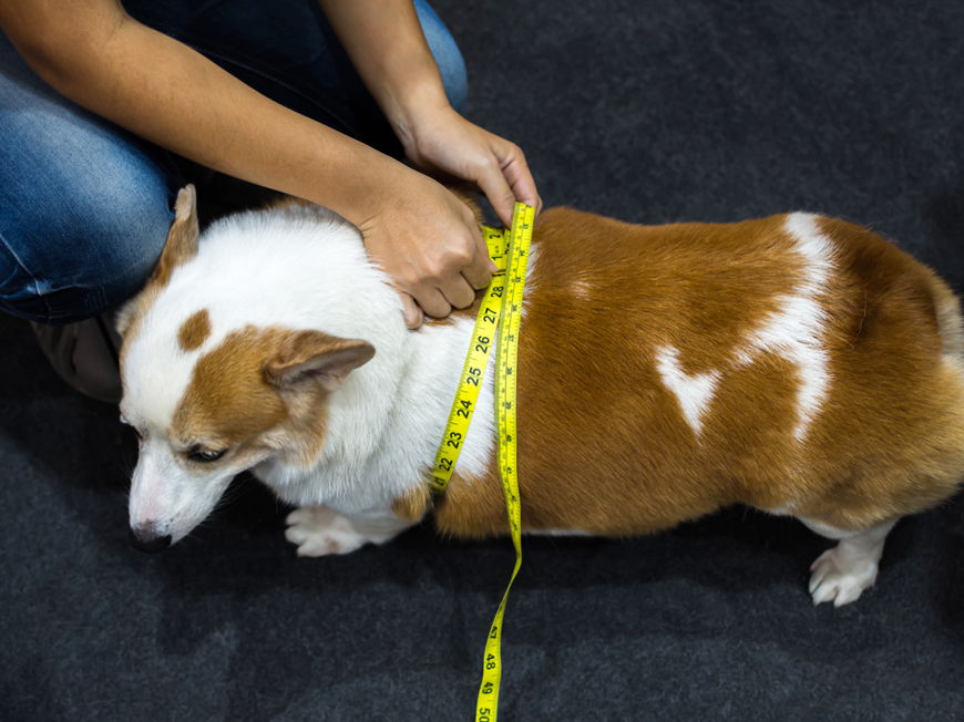 Hund dick