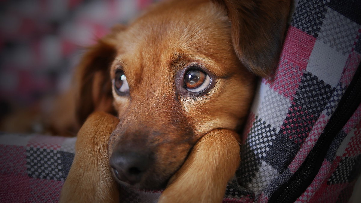 Hundewelpe