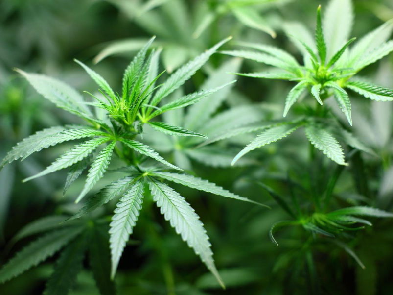 Cannabis-Pflanze
