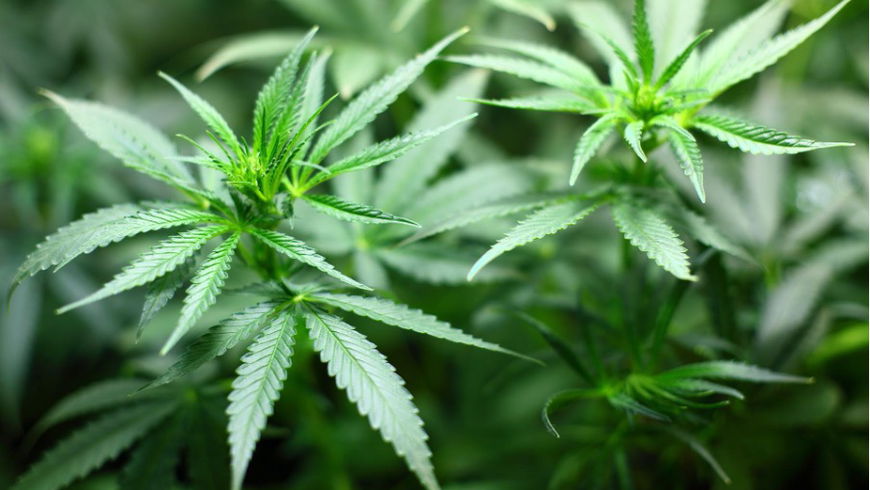 Wie gut wirkt Cannabis als Medizin?