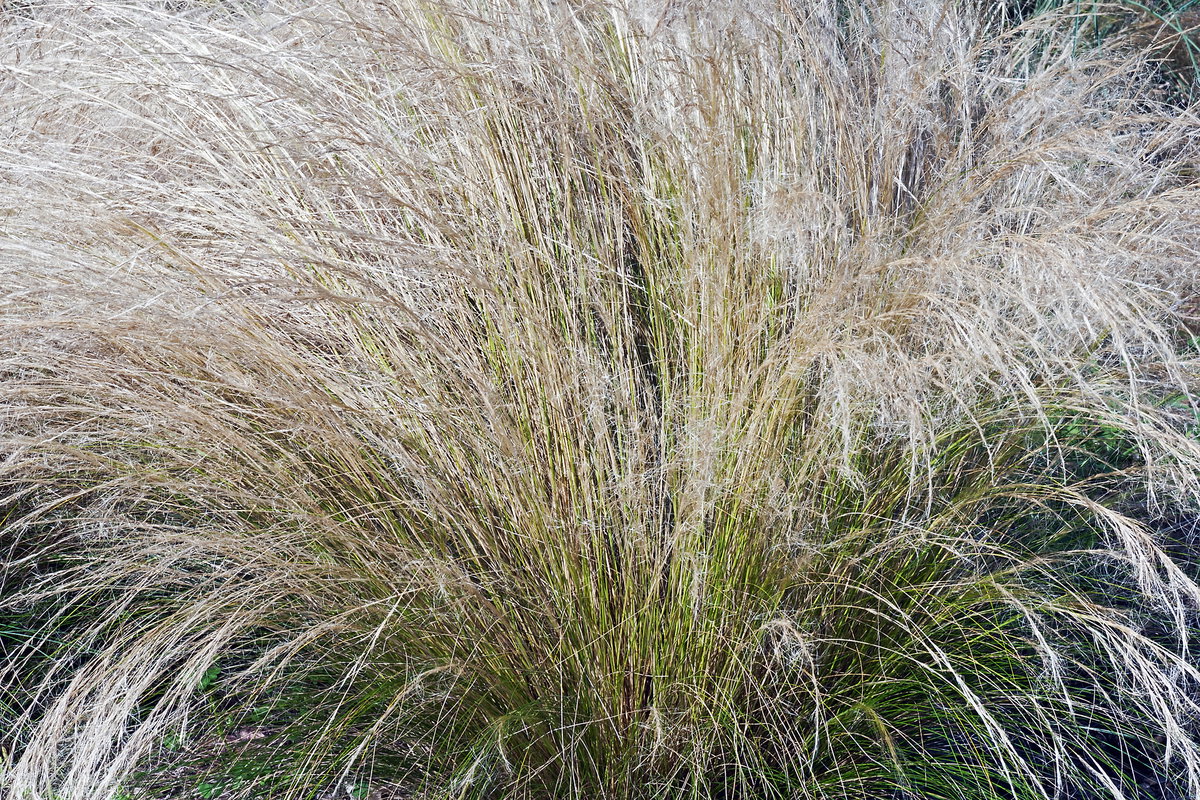 federgras