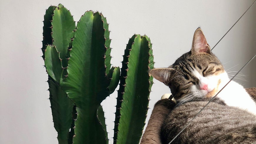 Achtung: Diese Pflanzen sind giftig für deine Katzen