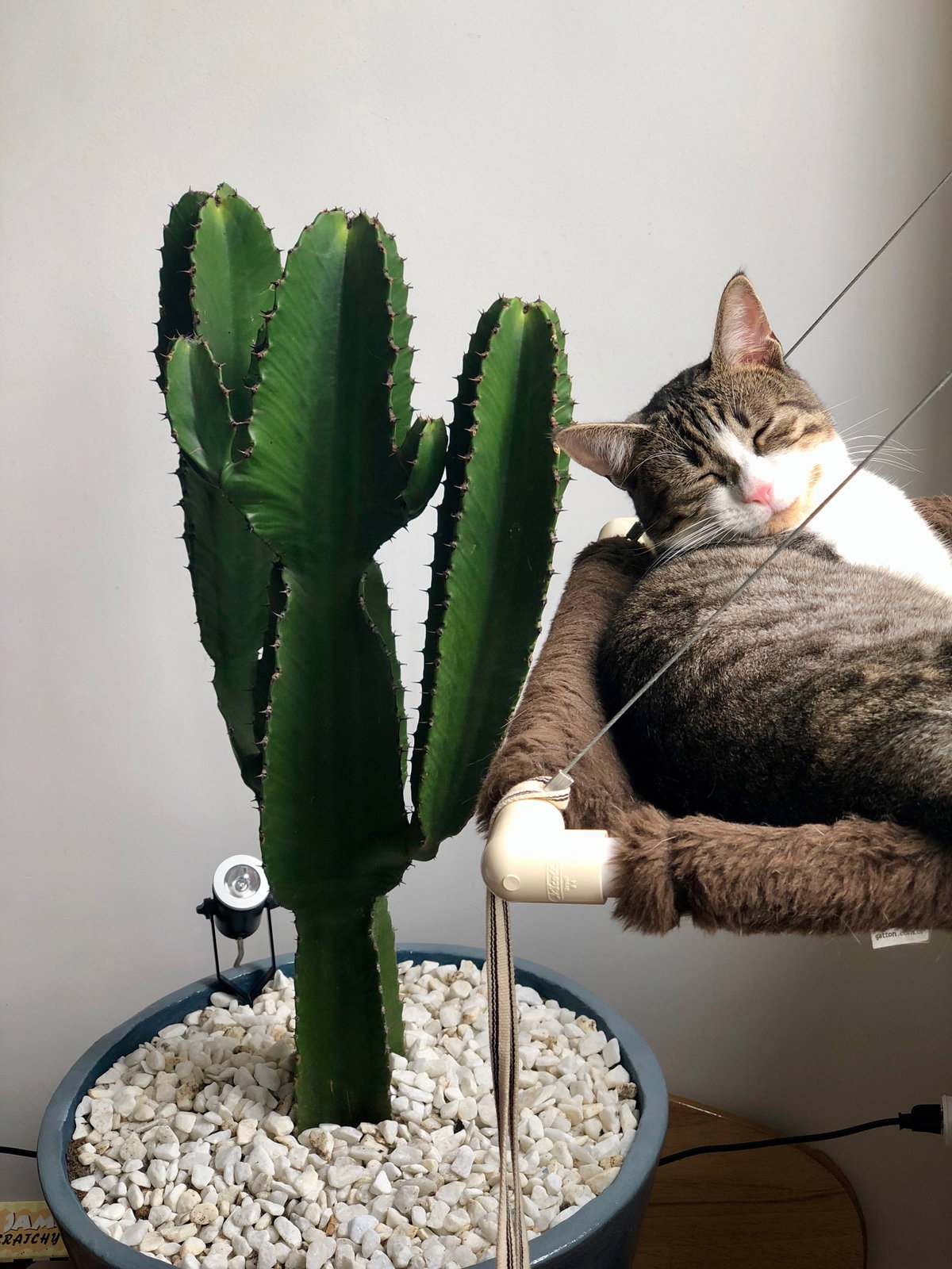 Katze neben Pflanze