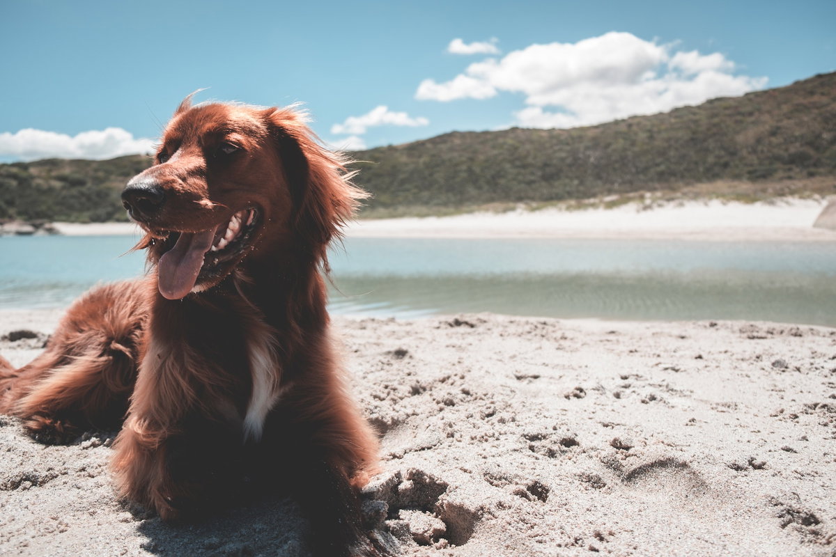 Hund Strand Sommer