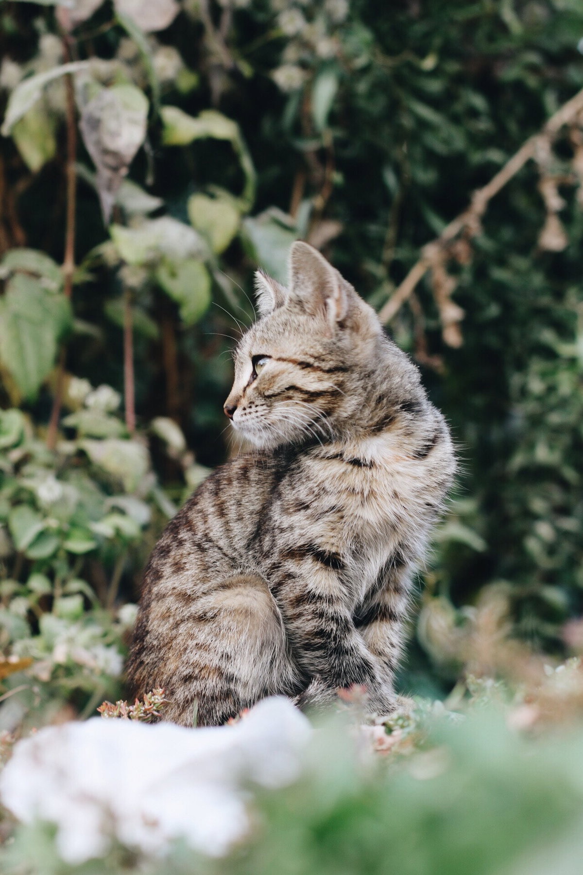 Katze im Garten