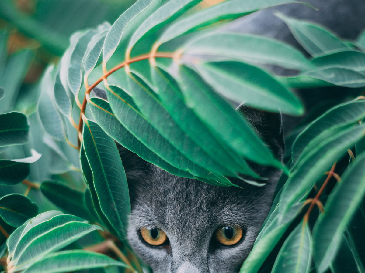 Katze Pflanze