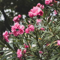 Diese 5 robusten Pflanzen lieben die pralle Sonne im Sommer