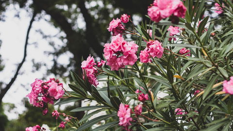 Diese 5 robusten Pflanzen lieben die pralle Sonne im Sommer