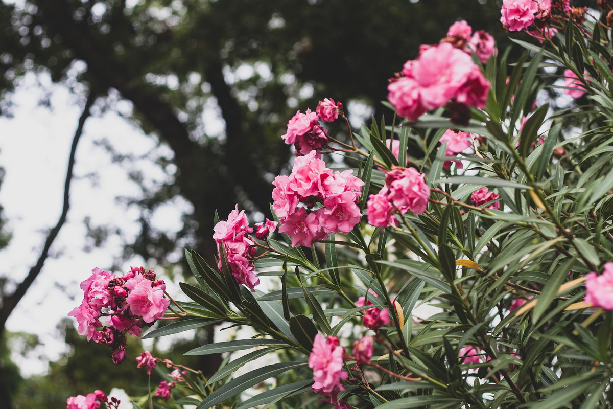 Oleander