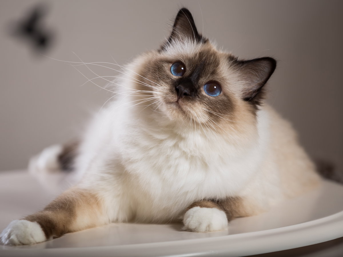 Birmakatze