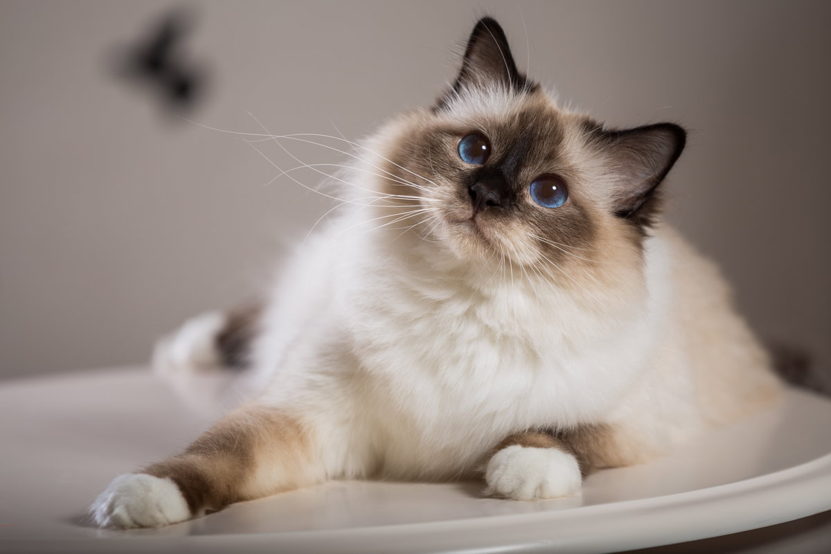 Birmakatze