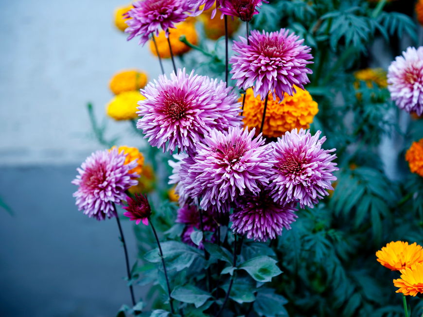 Blumen