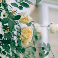 Pflanzen-Tipps: Diese 6 Fehler ruinieren deine Blumen im Sommer