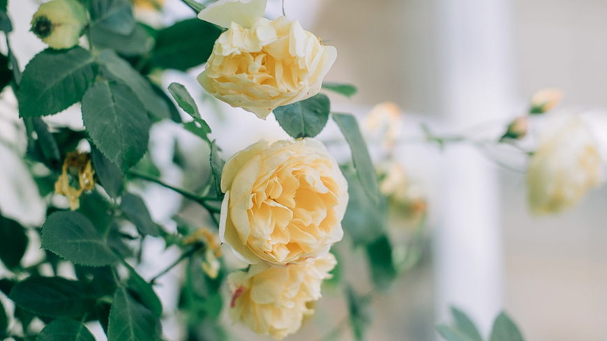 Pflanzen-Tipps: Diese 6 Fehler ruinieren deine Blumen im Sommer