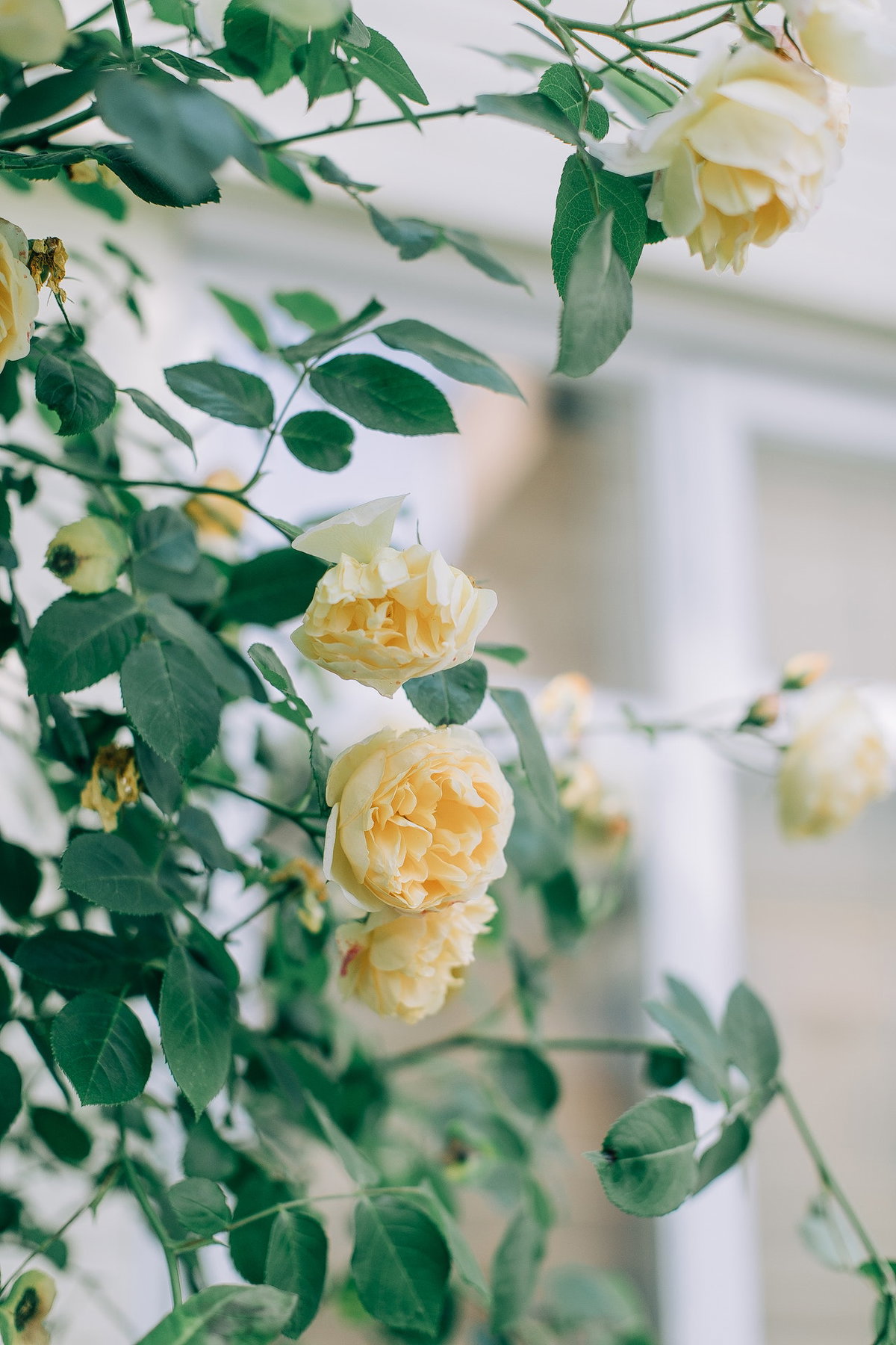 Gelbe Rosen