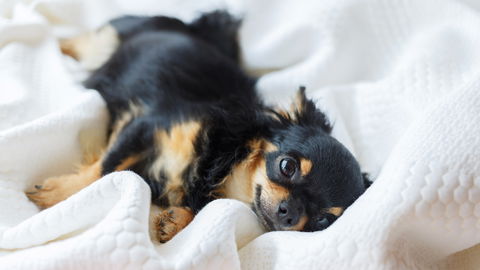 Darum drücken Hunde und Katzen ihren Kopf gegen die Wand