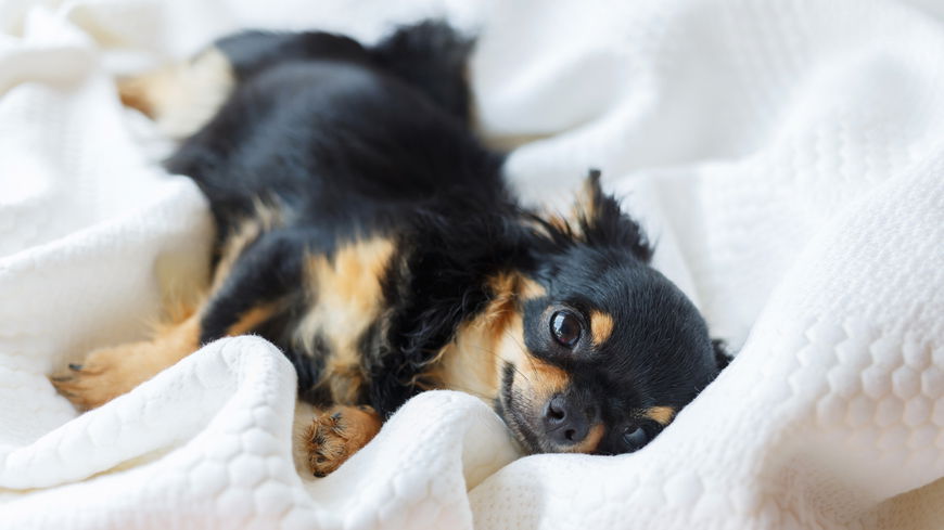 Ist mein Hund schwanger? An diesen Symptomen erkennst du es