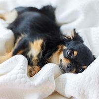 Darum drücken Hunde und Katzen ihren Kopf gegen die Wand