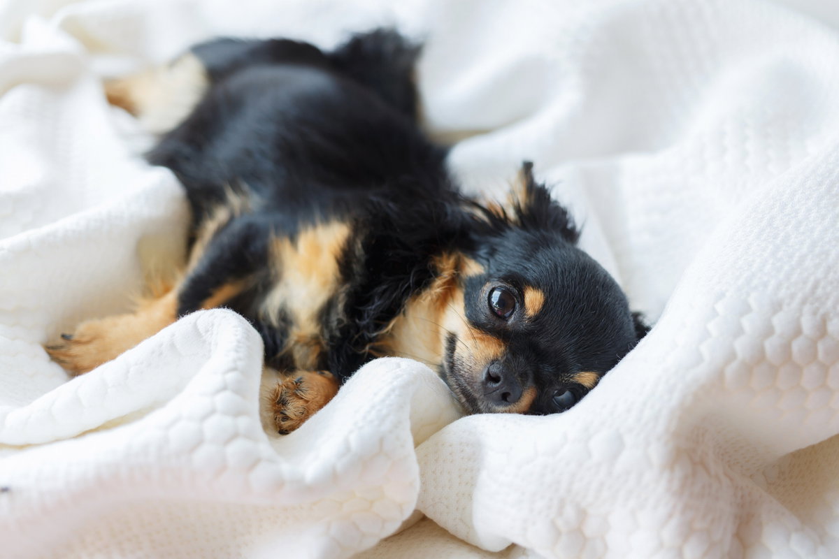 Schwangerer Hund