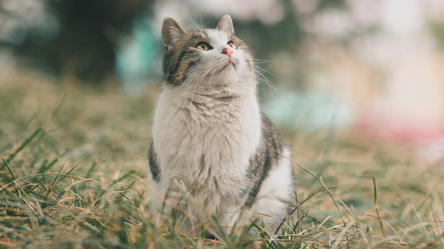 Welchen Geruch mögen Katzen nicht? Diese 10 Düfte können Stubentiger nicht leiden