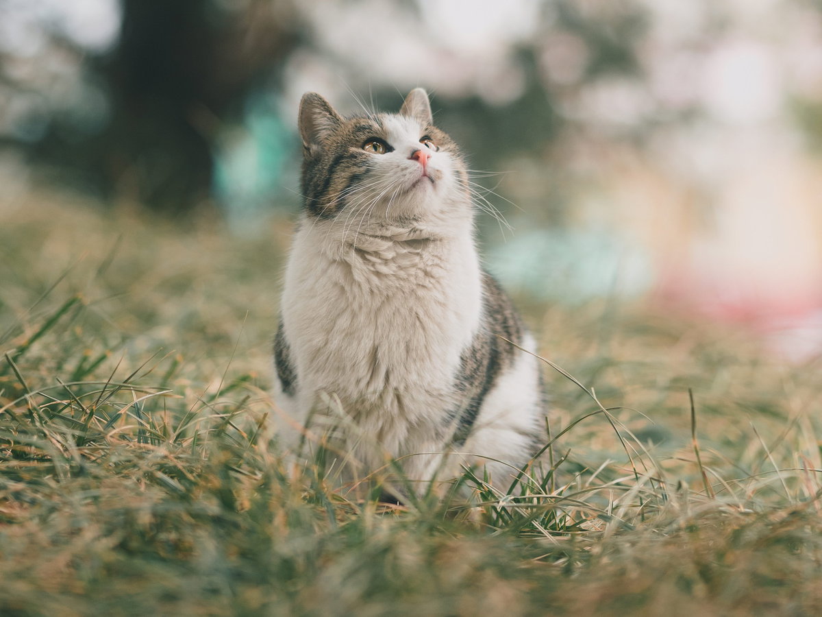 Katze im Garten