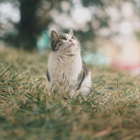 Welchen Geruch mögen Katzen nicht? Diese 10 Düfte können Stubentiger nicht leiden