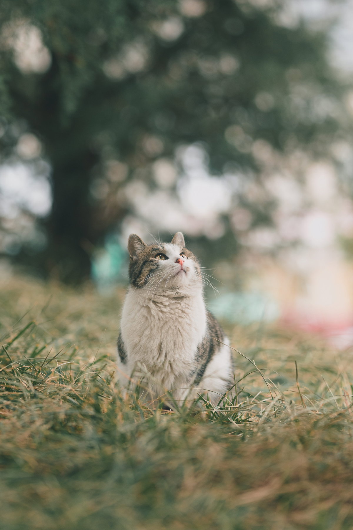 Katze im Garten