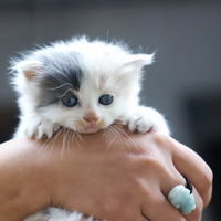 Kitten eingewöhnen: 5 Tipps für die ersten Tage im neuen Zuhause