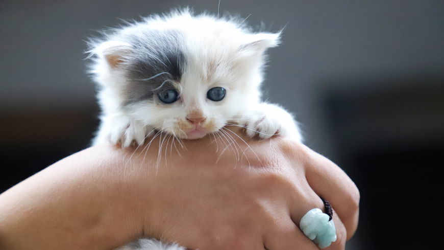 Kitten eingewöhnen: 5 Tipps für die ersten Tage im neuen Zuhause