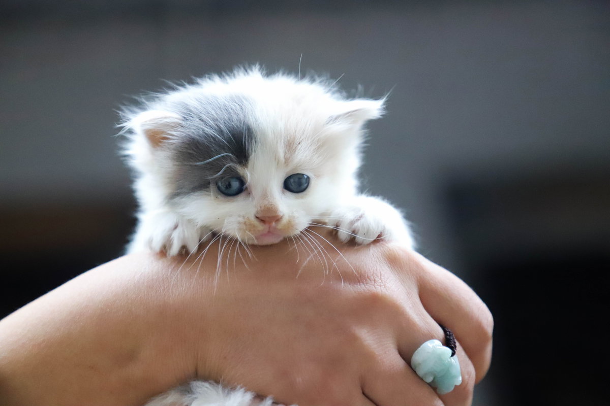 Katzenbaby