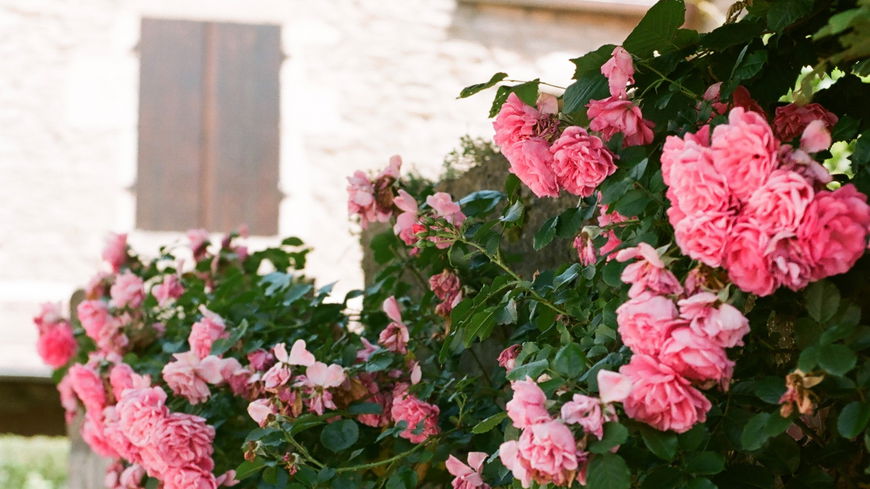 Balkon und Garten: 6 nützliche Tipps für wunderschöne Rosen