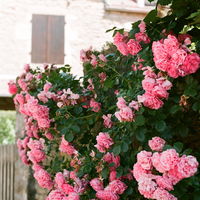 Balkon und Garten: 6 nützliche Tipps für wunderschöne Rosen