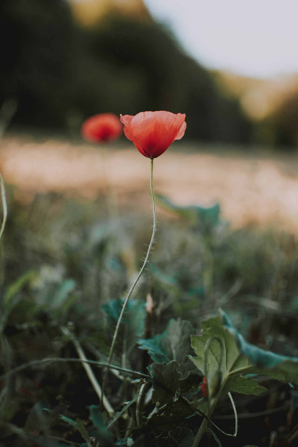 Mohnblume