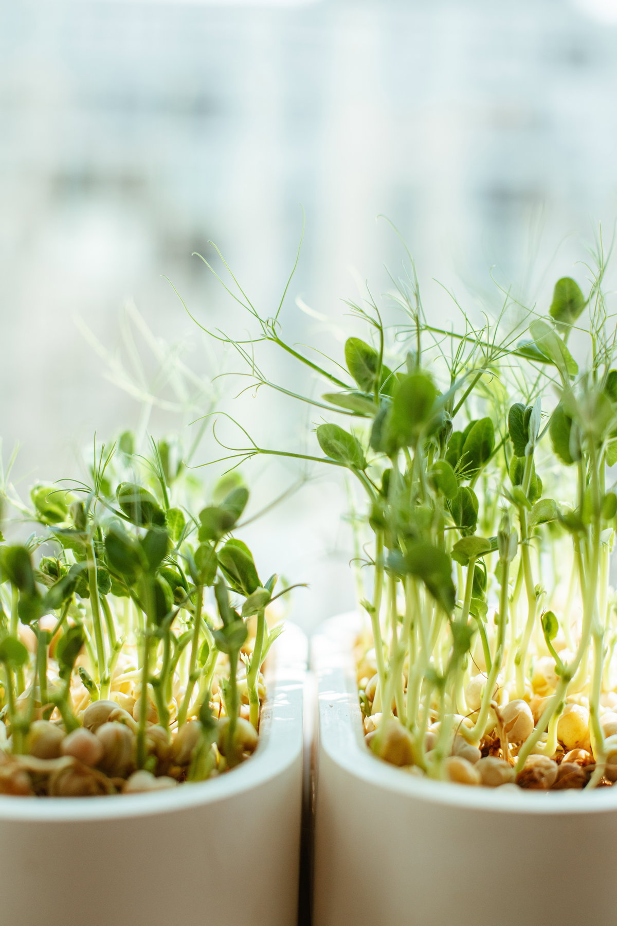 Microgreens in zwei Töpfen
