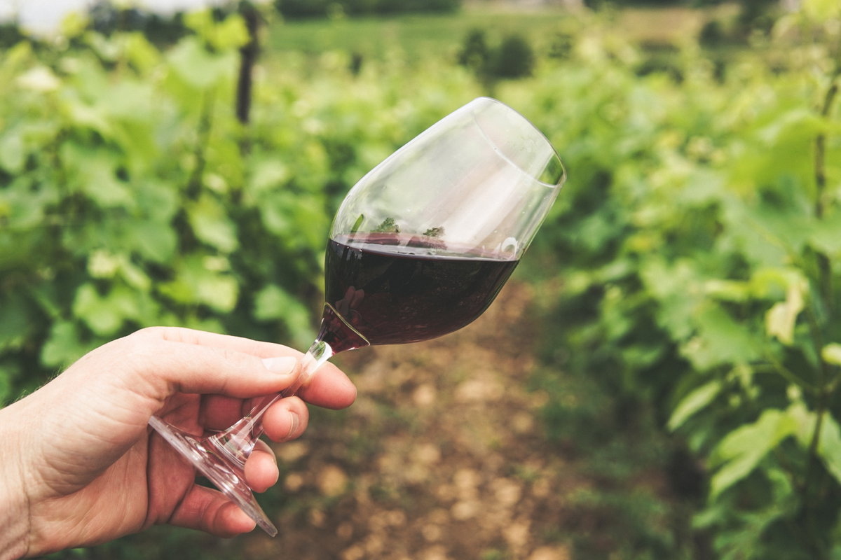 Rotwein vor Weinreben