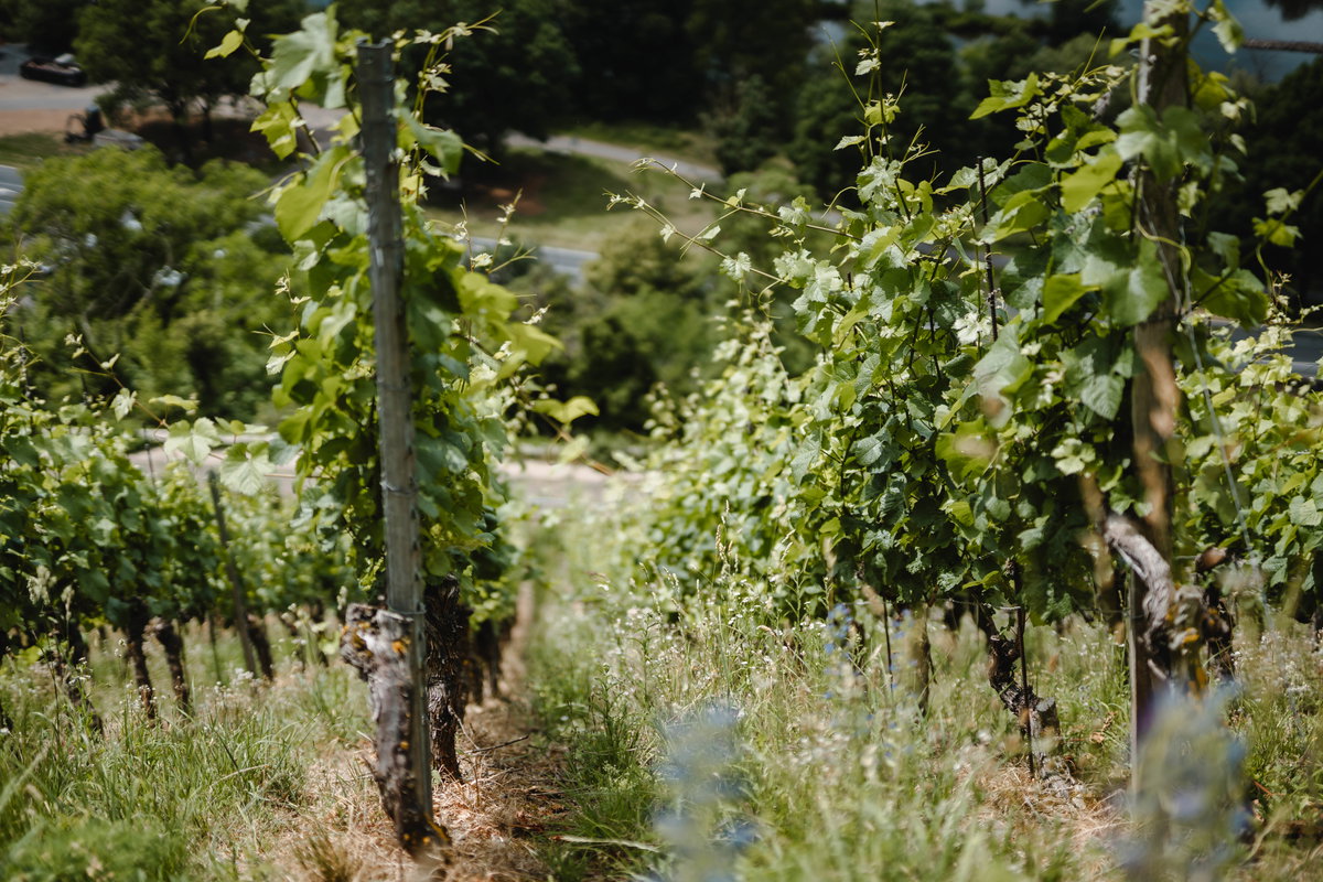 Weinrebe in Würzburg