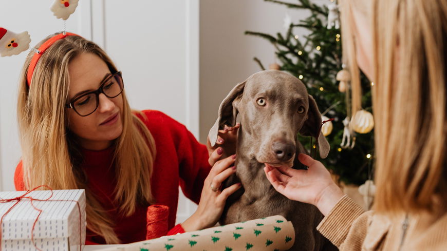4 Weihnachtsgeschenke für Hunde: So machst du deinem Vierbeiner eine Freude