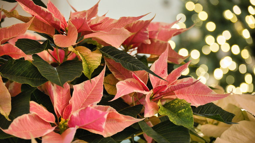 5 Tipps, mit denen der Weihnachtsstern länger blüht